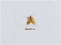 藏品(紅斑美苔蛾)的圖片